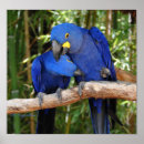 Zoek naar rechtse posters Huisdieren