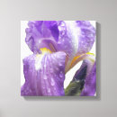 Recherche de iris photographie Violet