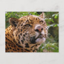 Recherche de jaguar cartes postales Chat