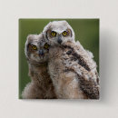 Recherche de hibou à cornes Hibou de bébé