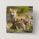 Zoek naar rode vos buttons Vulpes vulpes