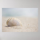 Zoek naar weekdieren posters Schelpen