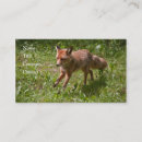 Recherche de renard cartes visite Faune