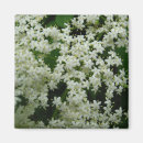 Recherche de fleurit magnets Vert