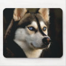 Recherche de beau chien tapis souris Animal
