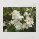 Recherche de bégonias cartes postales Bégonie
