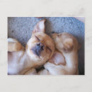 Recherche de petit chiot cartes postales Drôle