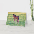 Recherche de colts vœux cartes Poulain