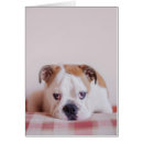 Recherche de bouledogue anglais cartes postales Animal familier