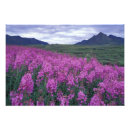 Recherche de le yukon posters Nature