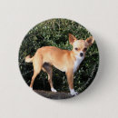Recherche de chiot de chiwawa badges Position