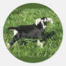 Recherche de chèvre bébé autocollants Mignon