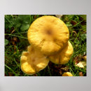 Recherche de champignon comestible posters Nature