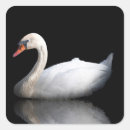 Recherche de cygne muet autocollants Blanc
