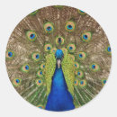 Recherche de plumes de paon autocollants Pour tous