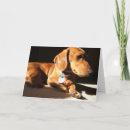 Zoek naar dachshund kaarten Dier