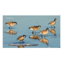 Zoek naar canadese gans posters Natuur