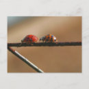 Recherche de coccinelles photographie Nature