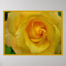 Recherche de fleurs jaunes posters Rose