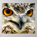 Recherche de yeux de hibou posters Bec