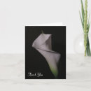 Recherche de zantedeschia photographie Lis