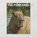 Recherche de pantanal cartes postales Amérique du sud