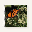Recherche de monarque photographie Nature