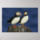 Zoek naar papegaaiduikers posters Koppel