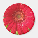 Recherche de gerber magnets Nature