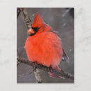 Recherche de oiseau dans la neige cartes postales Cardinal