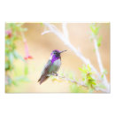 Recherche de cost posters Oiseau
