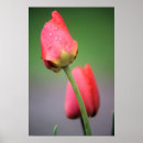Recherche de tulipe rose posters Printemps