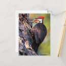 Zoek naar spechten briefkaarten Boom