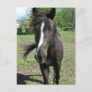 Recherche de peinture de cheval cartes postales Blanc