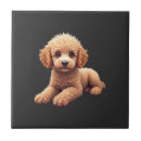 Recherche de caniches carreaux Pug