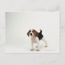 Recherche de chiot beagle cartes postales Chiens