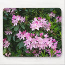 Recherche de rhododendron tapis souris Floral