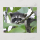 Recherche de bandit cartes postales Faune