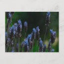 Recherche de fleurs lavande cartes postales Bleu