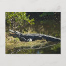 Recherche de alligator sauvage cartes postales Animal