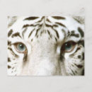 Recherche de tigre invitations Enfants