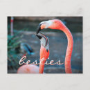 Recherche de flamants cartes postales Pour tous