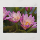 Recherche de nénuphars roses cartes postales Nature