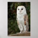 Recherche de barn owl posters Hibou
