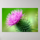 Recherche de chardon écossais posters Floral