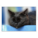 Recherche de minou noir photographie Animal