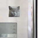 Recherche de photos de chaton magnets Photographie