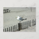 Recherche de oiseaux mer cartes postales Bord de mer