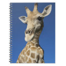 Recherche de camelopardalis de giraffa Girafe