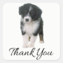 Recherche de chien berger australien autocollants Australishepherd